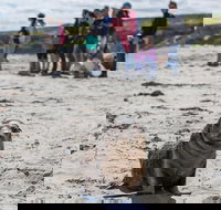 Kangaroo Island in a Day Tour from Adelaide - New South Wales Tourism 