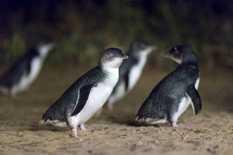 Private Tour: Phillip Island, Penguin Parade And Moonlit Sanctuary Conservation Park From Melbourne - New South Wales Tourism  2