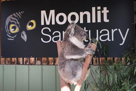 Private Tour: Phillip Island, Penguin Parade And Moonlit Sanctuary Conservation Park From Melbourne - New South Wales Tourism  3