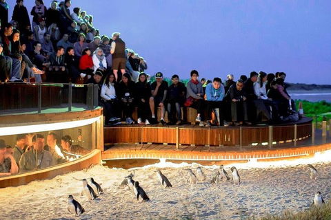 Private Tour: Phillip Island, Penguin Parade And Moonlit Sanctuary Conservation Park From Melbourne - New South Wales Tourism  4