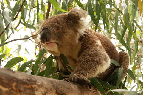 Private Tour: Phillip Island, Penguin Parade And Moonlit Sanctuary Conservation Park From Melbourne - New South Wales Tourism  5