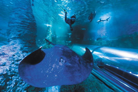 Snorkel With Sharks At AQWA - New South Wales Tourism  0