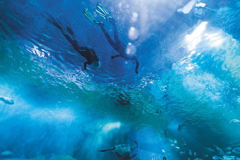 Snorkel With Sharks At AQWA - New South Wales Tourism  1