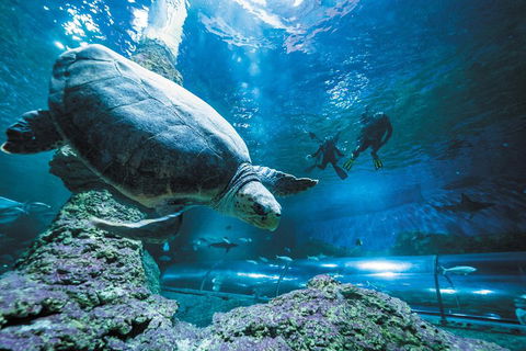 Snorkel With Sharks At AQWA - New South Wales Tourism  4