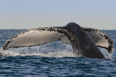 Sydney Whale-Watching Cruise Including Lunch Or Breakfast - New South Wales Tourism  0