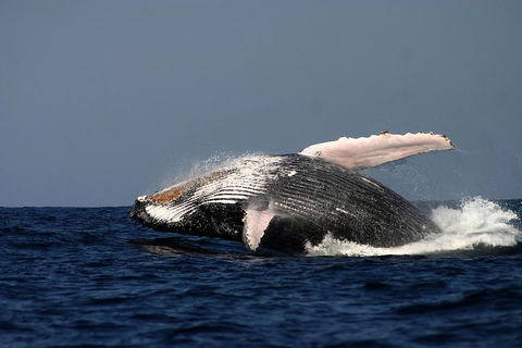 Sydney Whale-Watching Cruise Including Lunch Or Breakfast - New South Wales Tourism  1