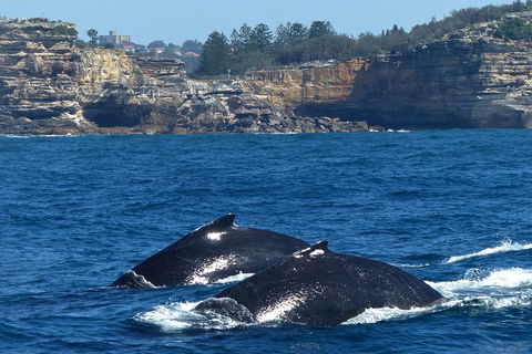 Sydney Whale-Watching Cruise Including Lunch Or Breakfast - New South Wales Tourism  2