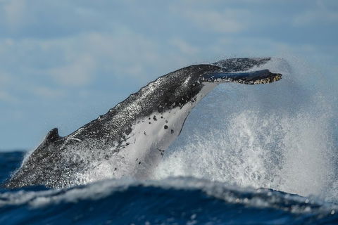 Sydney Whale-Watching Cruise Including Lunch Or Breakfast - New South Wales Tourism  4