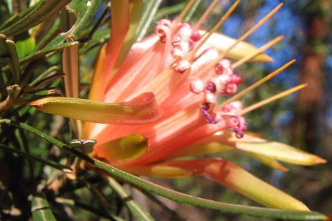Small-Group Blue Mountains Tour With Bush Walks And Featherdale Wildlife Park - New South Wales Tourism  4
