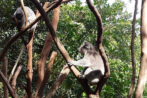 Small-Group Blue Mountains Tour With Bush Walks And Featherdale Wildlife Park - New South Wales Tourism  5