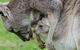 3-Day Melbourne To Adelaide Small-Group Tour Via Great Ocean Road Grampians - thumb 1