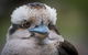 3-Day Melbourne To Adelaide Small-Group Tour Via Great Ocean Road Grampians - thumb 4