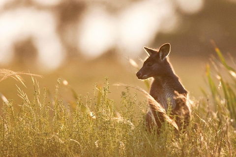 Blue Mountains Day Tour With Wildlife At Sunset From Sydney - New South Wales Tourism  2