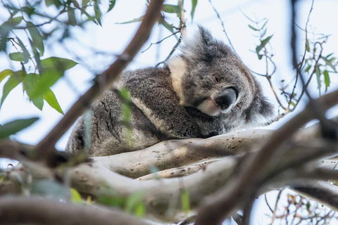 Great Ocean Road And Grampians 2 Day Short Break Escape From Melbourne - New South Wales Tourism  2