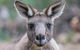 Great Ocean Road And Grampians 2 Day Short Break Escape From Melbourne - thumb 4