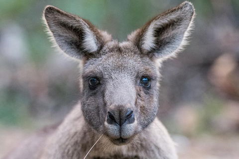 Great Ocean Road And Grampians 2 Day Short Break Escape From Melbourne - New South Wales Tourism  4