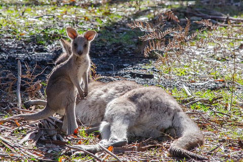 Adelaide To Melbourne 3-Day Trip Through Grampians And Great Ocean Road - New South Wales Tourism  5