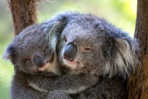 Healesville Sanctuary General Entry Ticket - New South Wales Tourism  0