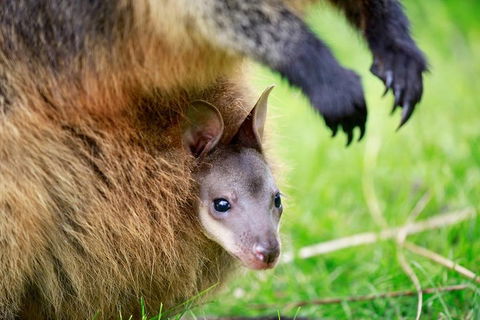 Healesville Sanctuary General Entry Ticket - New South Wales Tourism  2