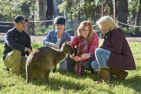 VIP Sanctuary Tour At Healesville Sanctuary Ticket - New South Wales Tourism  2