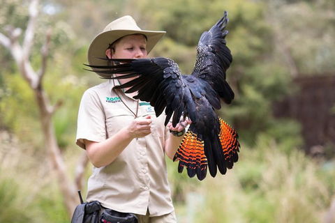 VIP Sanctuary Tour At Healesville Sanctuary Ticket - New South Wales Tourism  5