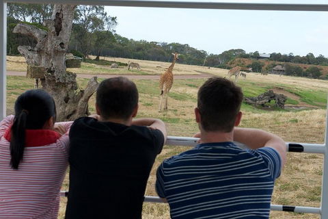 Off-Road Safari At Werribee Open Range Zoo - New South Wales Tourism  4