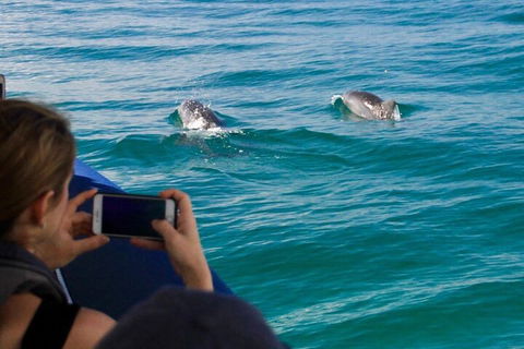 Cruise With Dolphins In Byron Bay - New South Wales Tourism  1