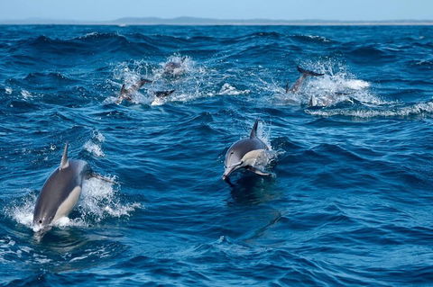 Cruise With Dolphins In Byron Bay - New South Wales Tourism  2