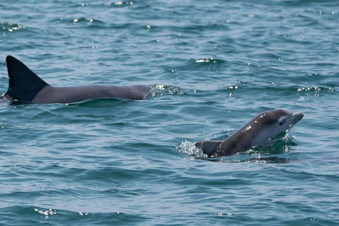 Cruise With Dolphins In Byron Bay - New South Wales Tourism  5
