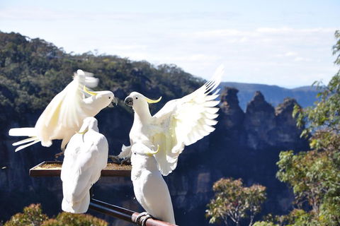 Private Blue Mountains Tour - New South Wales Tourism  1