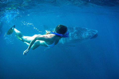 6-Day Coral Coaster From Perth To Exmouth One-Way Via Monkey Mia Ningaloo Reef - New South Wales Tourism  3