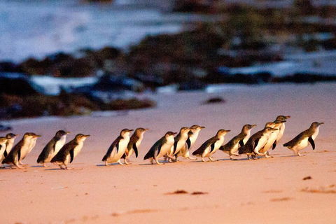Small-Group Phillip Island Day Trip From Melbourne With Penguin Plus Viewing - New South Wales Tourism  4
