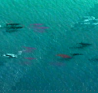 40-45 Minute Port Stephens and Stockton Beach Helicopter Flight - For 2 - New South Wales Tourism 