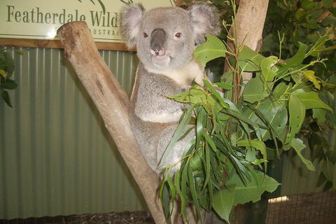 Blue Mountains Private Full-Day Tour From Sydney With Cruise - New South Wales Tourism  0
