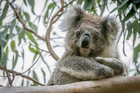 Great Ocean Road & Grampians National Park Tour - 3 Days, 2 Nights - New South Wales Tourism  2
