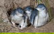 Great Ocean Road & Phillip Island - 3 Days, 2 Nights - thumb 2