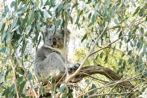 Ultimate Reverse Direction - 12 Apostles, Great Ocean Road - Small Group Tour - New South Wales Tourism  5