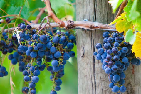 Yarra Valley, Dandenong Ranges Inc. Lunch With Wine,plus Morning Tea,chocolate - New South Wales Tourism  0
