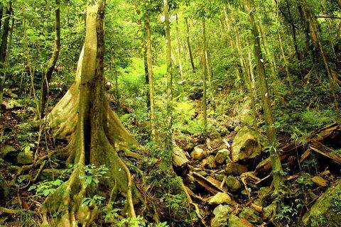 Barron Gorge And Kuranda National Park Half Day Rainforest And Waterfall 4WD Tour From Cairns - New South Wales Tourism  4