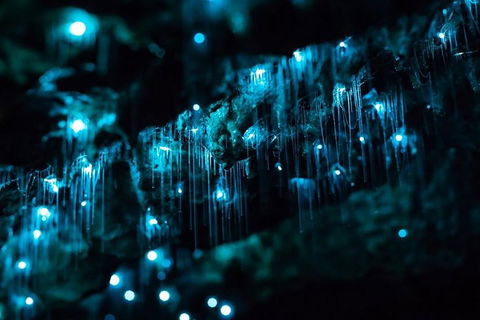 Hinterland Magic & Glow-worm Experience - New South Wales Tourism  1