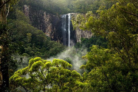 Hinterland Magic & Glow-worm Experience - New South Wales Tourism  4