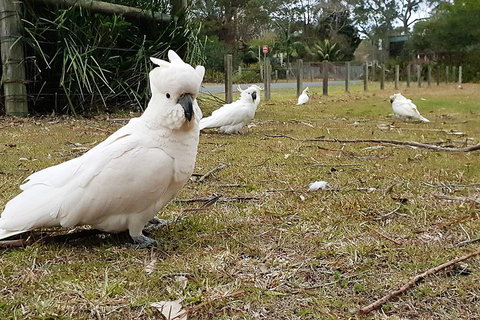 Kiama South Coast Tour With Coastline, Farmlands, Aboriginal Engravings & Lunch - New South Wales Tourism  0