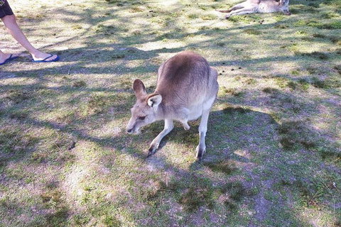 Private & Fully Guided 4-day Sydney Tour Package - New South Wales Tourism  5