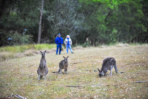 Blue Mountains Private Tour From Sydney - New South Wales Tourism  2