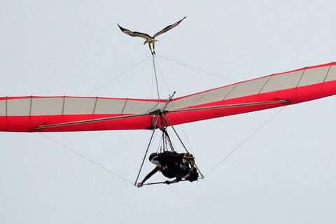 Hang Gliding With HangglideOz - New South Wales Tourism  0