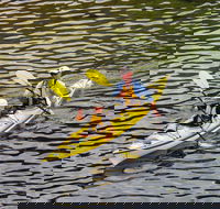 Self-Guided Sydney Middle Harbour Kayak 3 Hour Tour by Double Kayak - New South Wales Tourism 