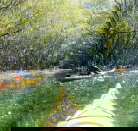Middle Harbour Mangrove Explorer - New South Wales Tourism 