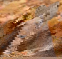 Australian animals Seascape and Sunset Photography Tour - New South Wales Tourism 