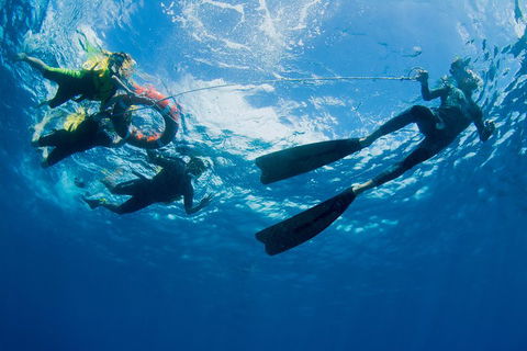 Passions Of Paradise Great Barrier Reef Snorkel And Dive Cruise From Cairns By Luxury Catamaran - New South Wales Tourism  2