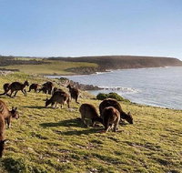 Kangaroo Island Personal Group Tours - New South Wales Tourism 